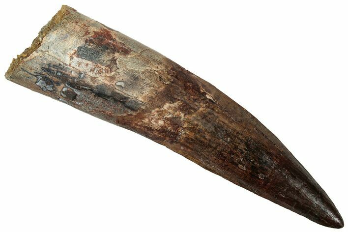 Real Spinosaurus Tooth - Huge Dinosaur Tooth #327919